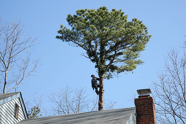 Seasonal Cleanup (Spring/Fall) in Crystal Lake, FL