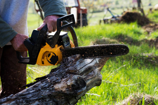 Professional Tree Removal Services in Crystal Lake, FL