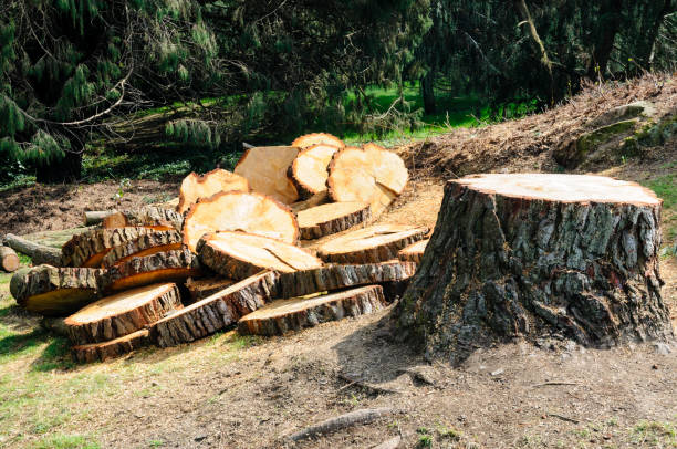 How Our Tree Care Process Works  in  Crystal Lake, FL